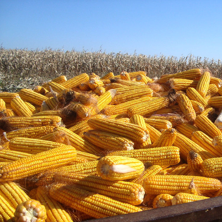 靖远土特产 玉米 绿色健康农产品 批发供应图片