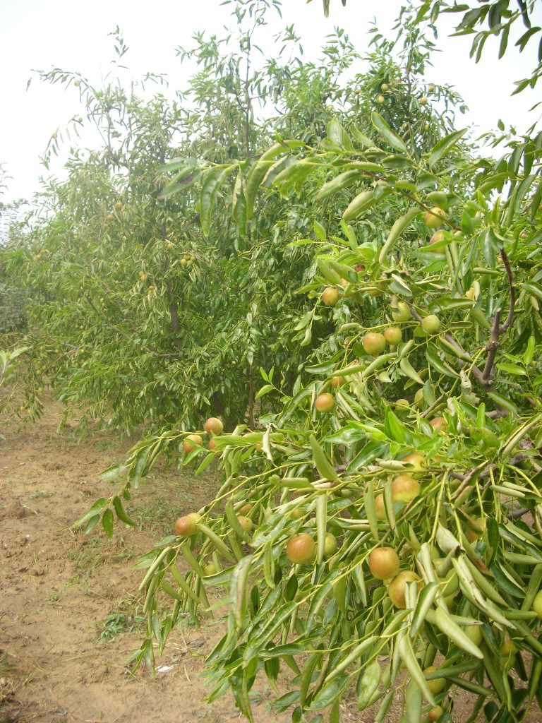 苗木批发 苗木基地直销冬枣树 盛果期 脆甜 树形优美 适合园林用