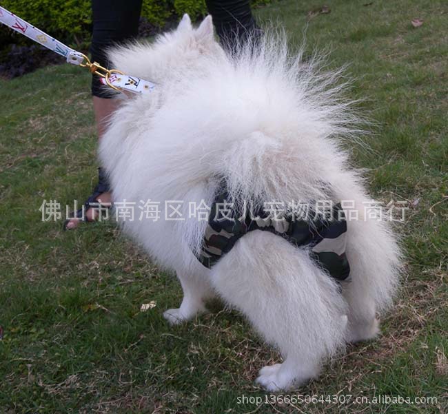 DPP-1 (24444444444PET PATNS)