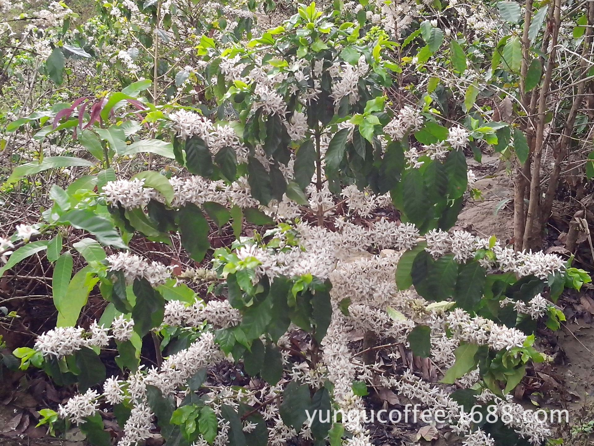 【2014新豆云南小粒咖啡原产地果子狸咖啡麝