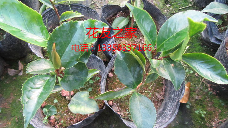 进口名贵茶花黑魔法 茶花小苗批发 观花盆栽 花