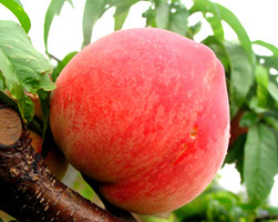 水果种子、种苗-晚熟产品桃树苗,中华大寿桃,肥