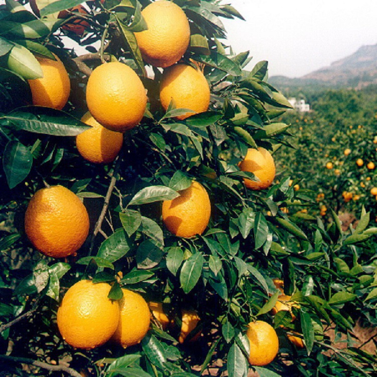 夏橙-夏橙之乡 夏橙种植基地--阿里巴巴采购平