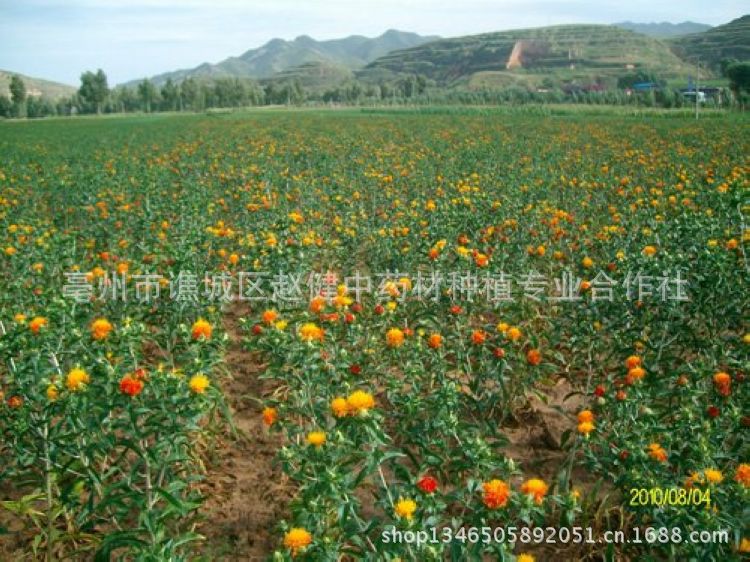 【货源地批发 新疆红花 草红花茶 活血通经 祛瘀