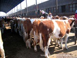 广西育肥哪种改良肉牛效益高 广西南宁肉牛养