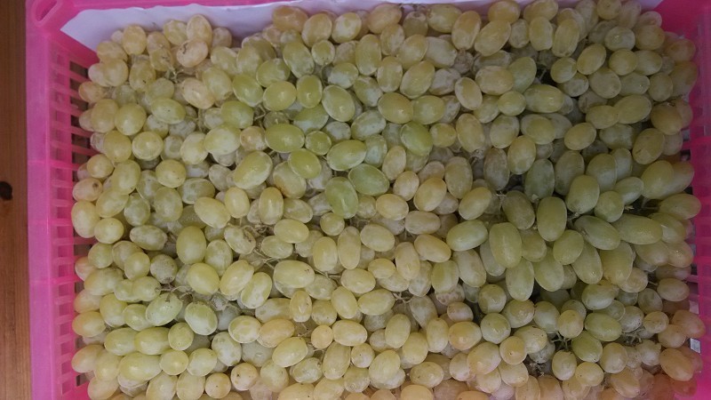 东莞下桥水果批发市场代销葡萄行情分析