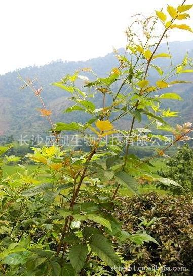 【厂家供应优质解酒原料藤茶提取物 二氢杨梅