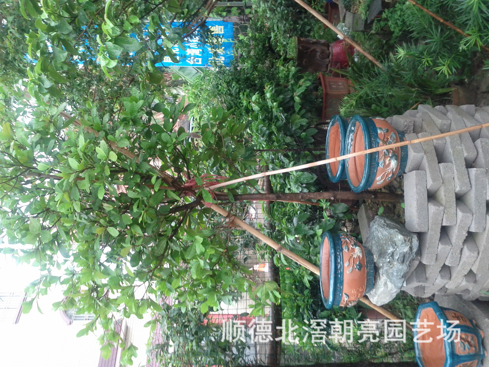 果树-神秘果苗欢迎订购-果树尽在阿里巴巴-顺德北滘朝亮园艺场