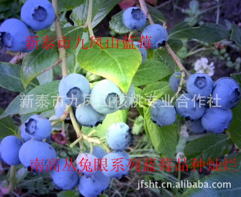 供应南高灌蓝莓苗品种-夏普蓝,奥尼尔,兔眼系列蓝莓树苗.