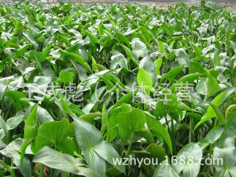慈姑 白地果 燕尾菇 茨菰