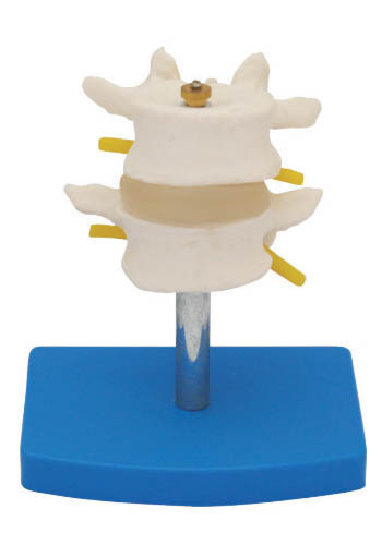 其他模型玩具-脊椎模型 腰椎模型 正常二节组合