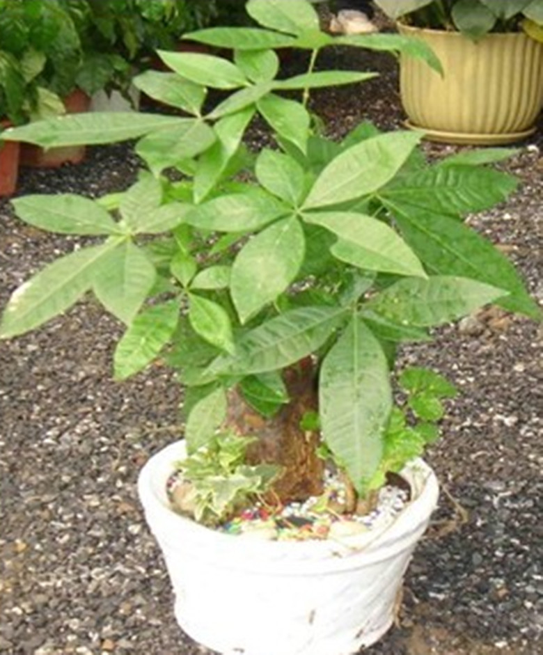 【小金钱树,盆栽小发财树,批发零售,月租年租,盆