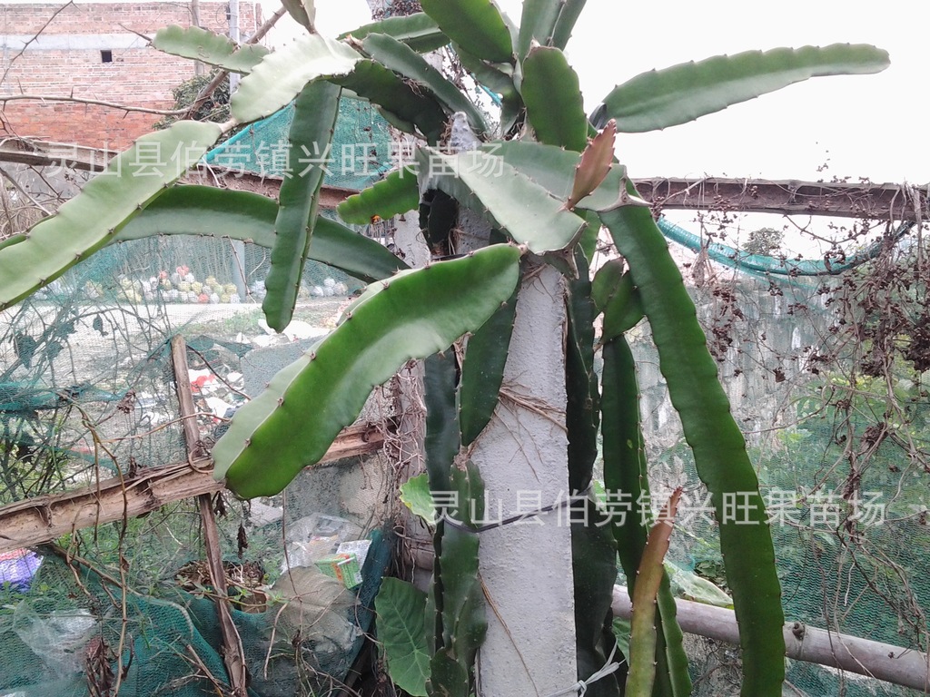 果树-正宗白肉火龙果苗\/果大\/很甜\/口感好\/根系