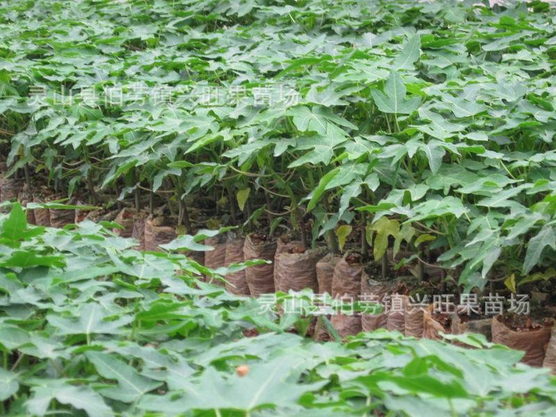 果树-厂家直销 夏威夷木瓜苗 番木瓜苗 黄皮红