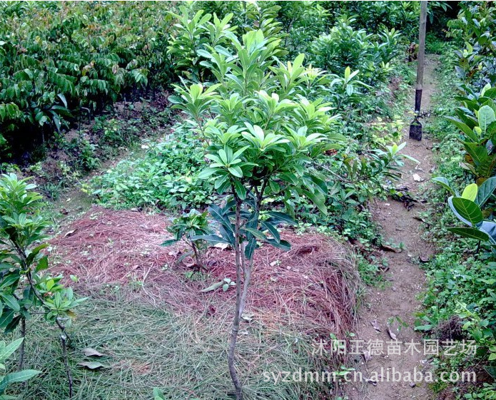 批发果树 庭院果树 杨梅树 杨梅树苗 3年大苗 包