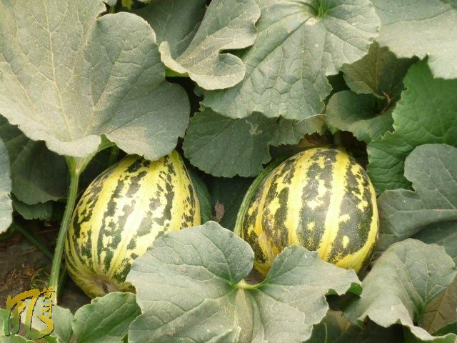 【花皮甜瓜 薄皮甜瓜种子 天津花蕾甜瓜】价格