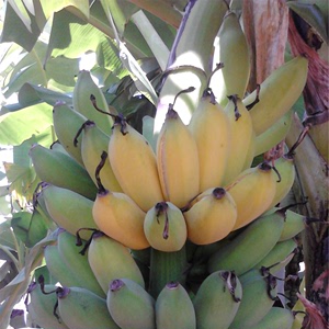 芭蕉有机肥种植技术
