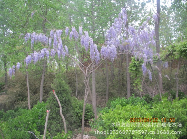 【出售藤本花卉植物紫藤大苗观花紫藤苗工程园