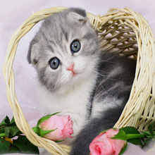 a4纸打印2寸照片_a4纸打印2寸照片价格_a4纸