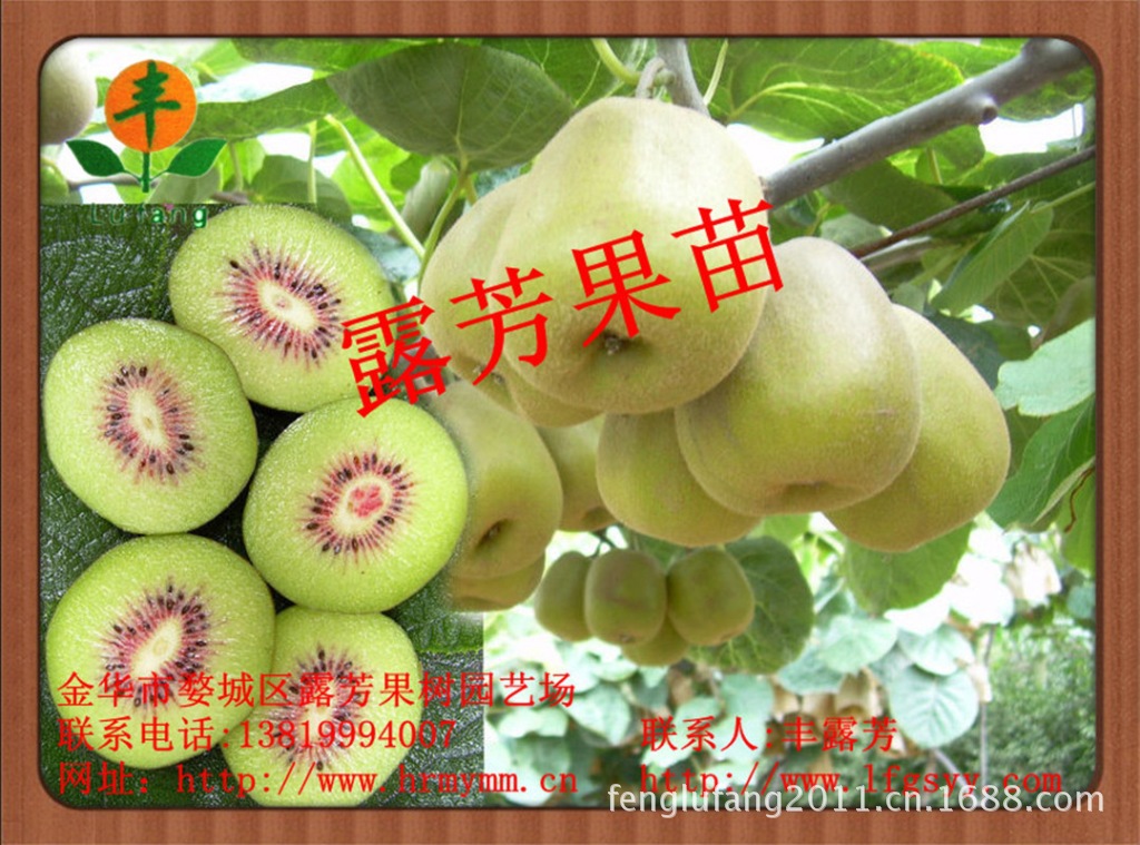 猕猴桃苗