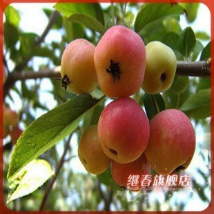 果树-进口台湾小苹果【长寿果】花中奇葩,寓意