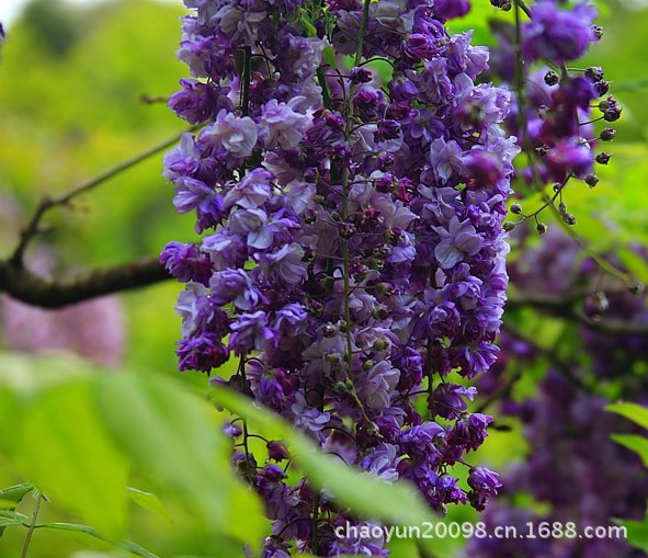 藤本植物-多花紫藤 八重黑龙Naganoda Black