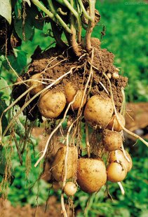 块茎类-新鲜有机土豆 大量批发 价格另议-块茎