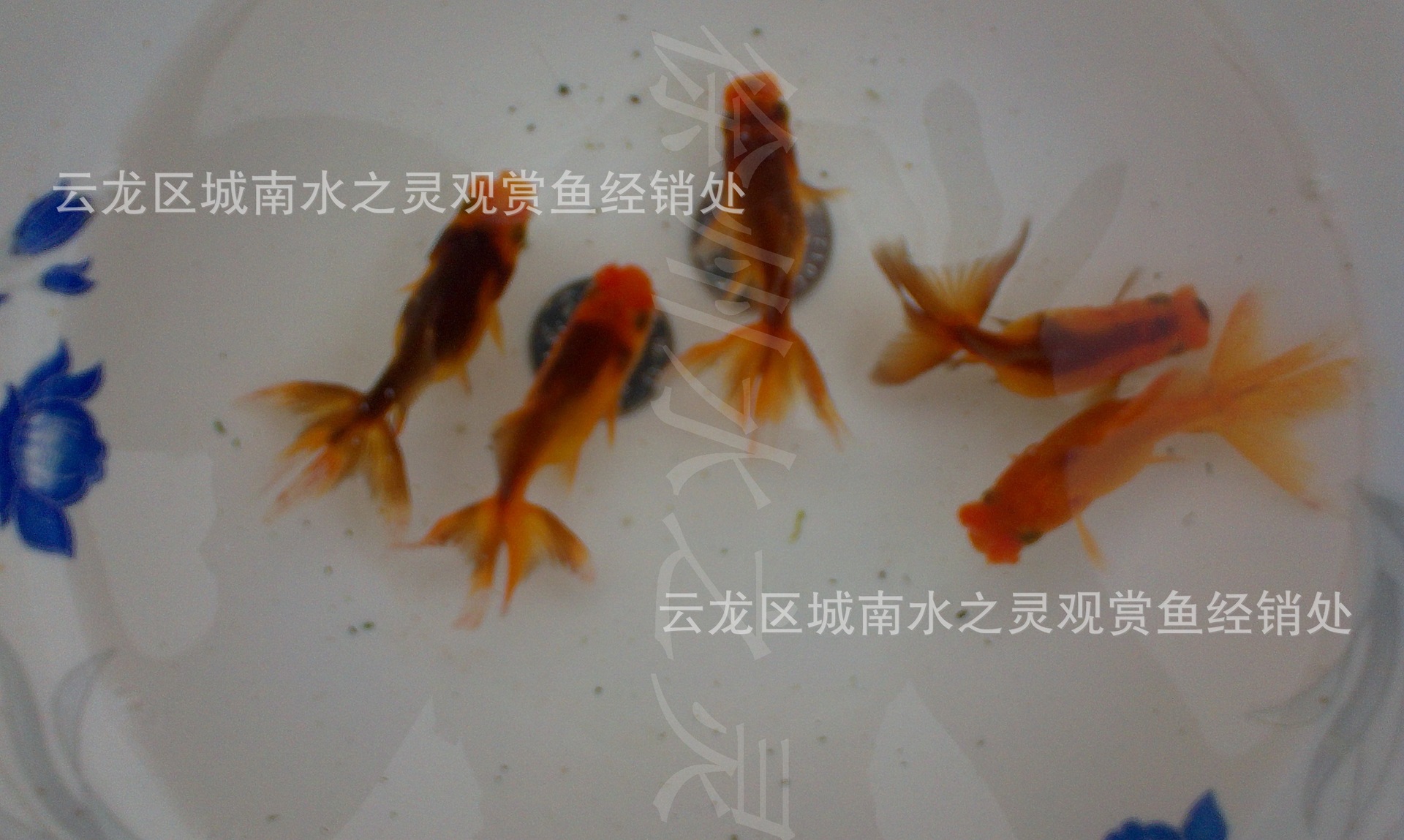 绒球金鱼出售 精品金鱼 金鱼 观赏鱼 徐州金鱼图片_6