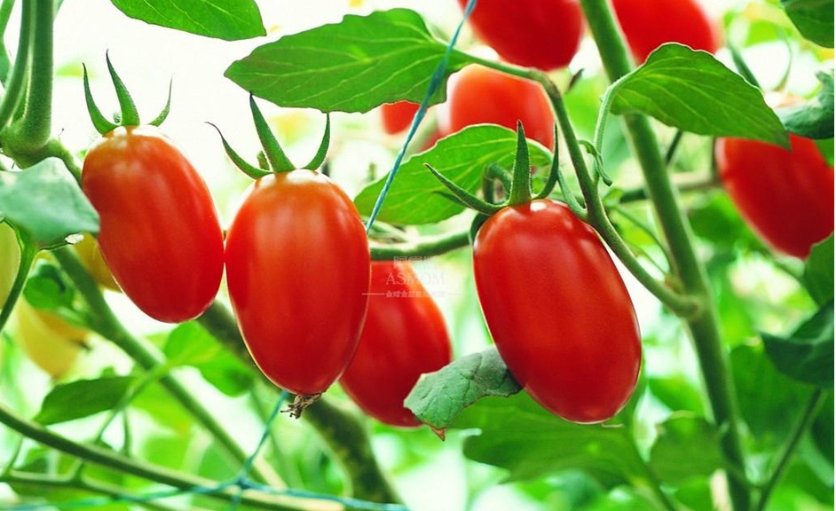 蔬菜种子、种苗-蔬果种子 牛奶红<em>小番茄</em>种子 小