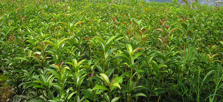 偶尔邀约三五好友,品着清香的桂花茶,在荷塘边休闲垂钓,或小步荷塘,看