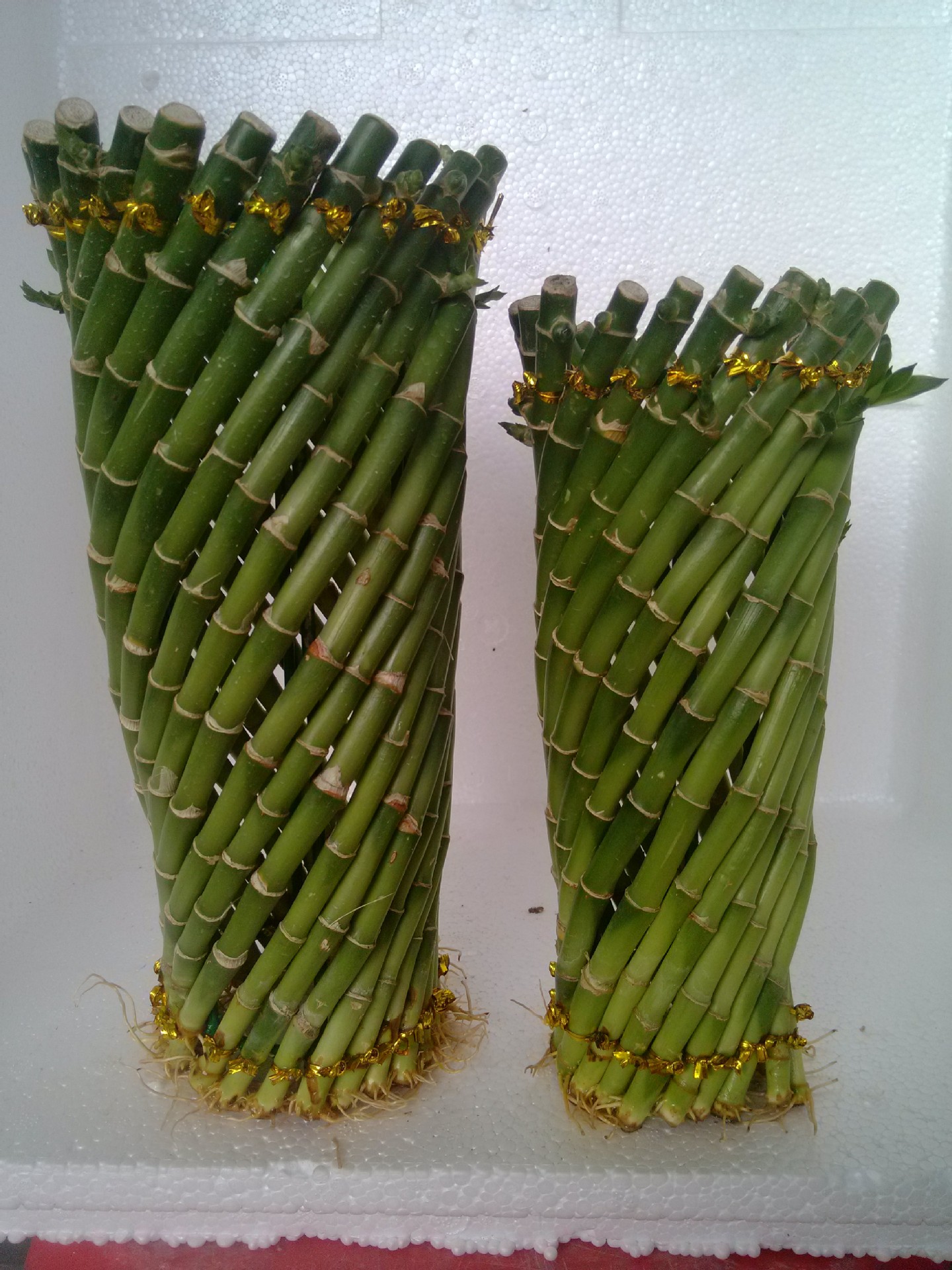 【直供富贵竹 水培富贵竹 富贵竹批发--编织类