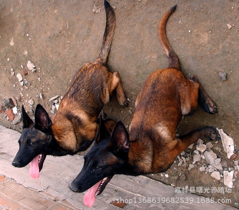 出售:马犬 狼青 德牧 格力犬