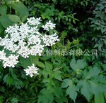 当归醇提取物