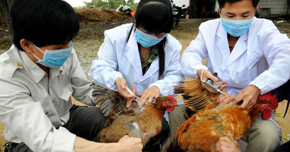 2013!H7N9禽流感 又来了!你慌乱了么?