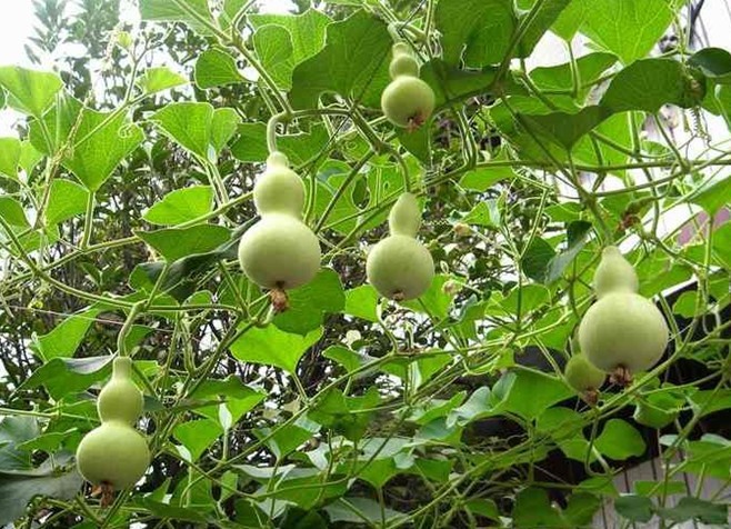 【葫芦挂件 葫芦生肖挂件 中国结葫芦 葫芦汽车