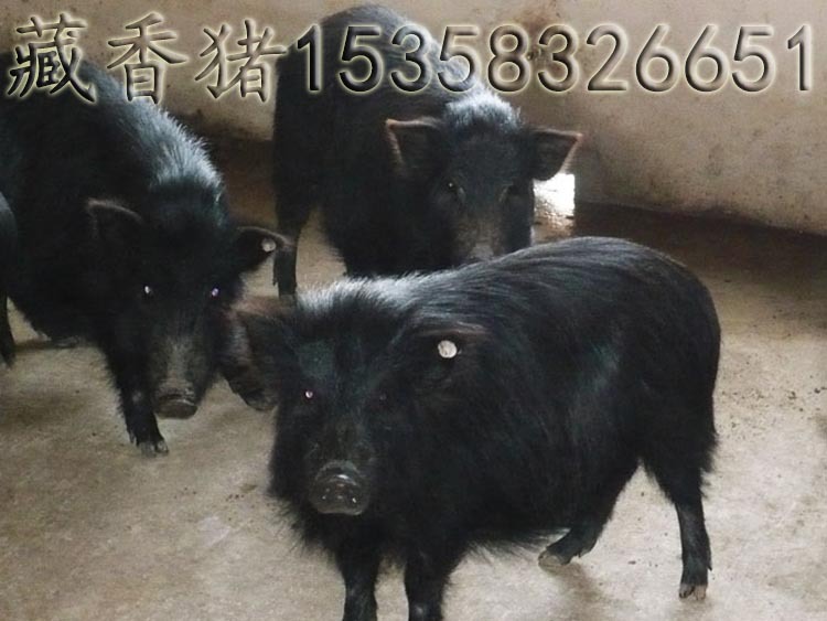 cctv7藏香猪养殖