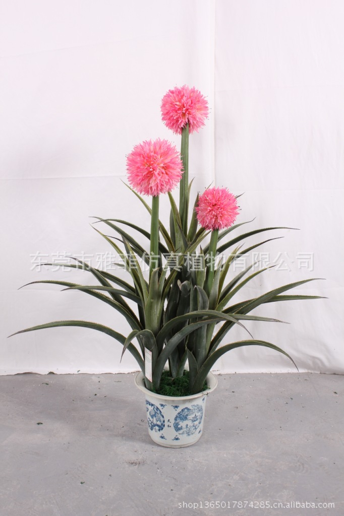 SJA0321 大球兰 100CM