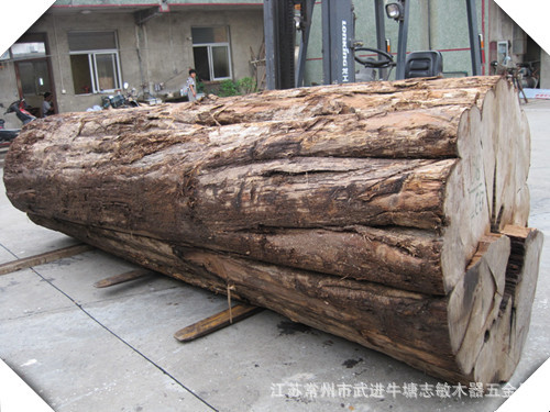【【志敏,禧韵隆】供应 进口木材 缅甸黄金樟树