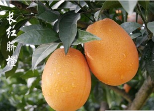 柑桔、橙、柚-秭归脐橙 超赣南脐橙 新鲜水果 
