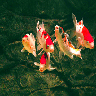 批发采购其他-淄博锦鲤-淄博日本锦鲤批发-淄博