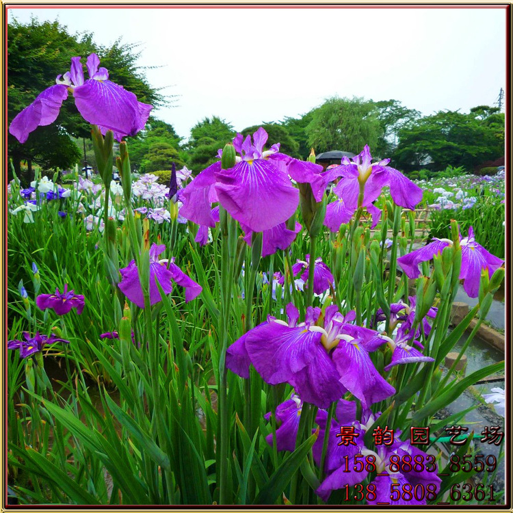 日本大花花菖蒲 花菖蒲 玉蝉花 紫花鸢尾 东北鸢尾