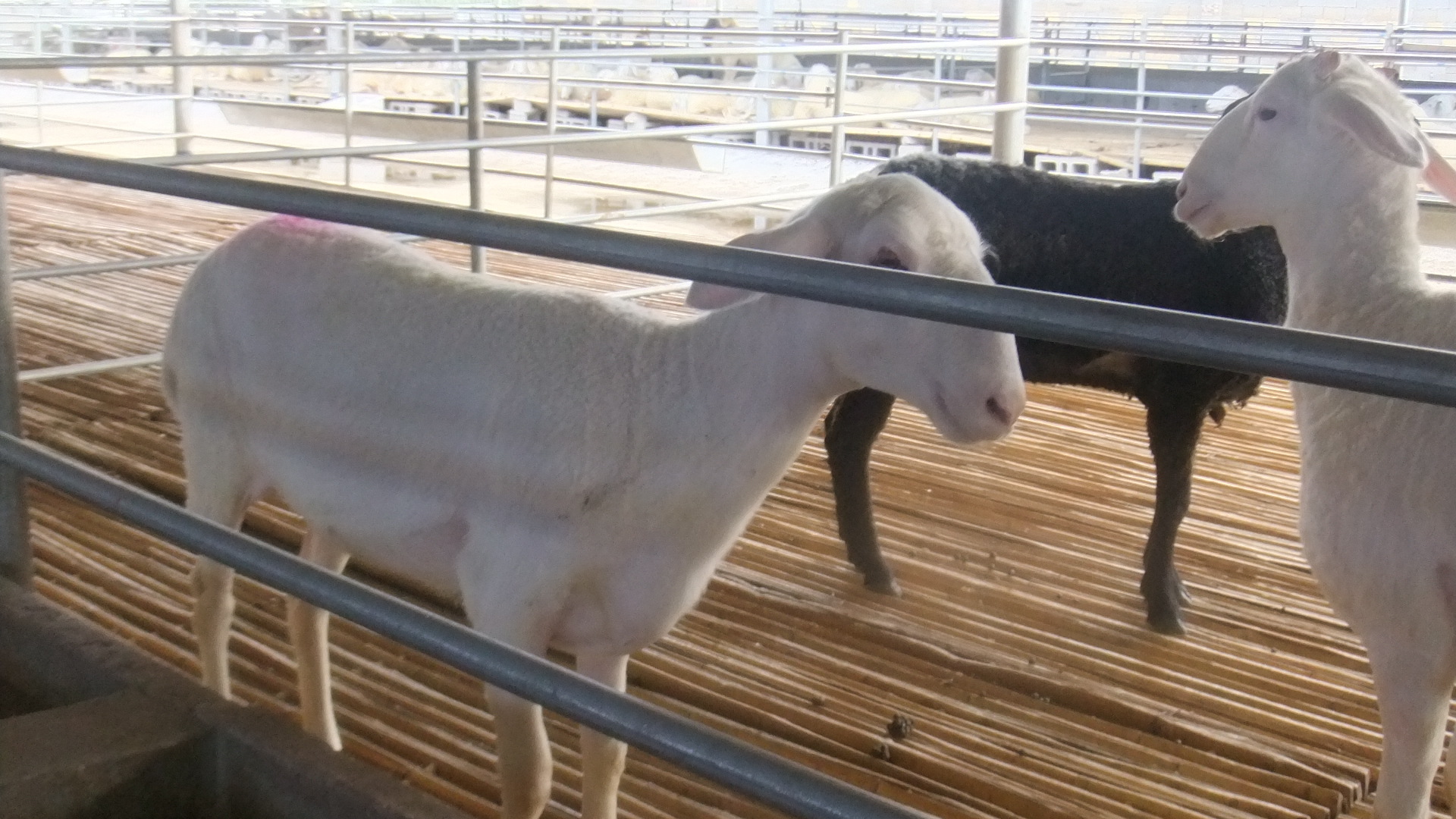 羊-山东济宁梁山成宇专业养殖基地-羊尽在阿里