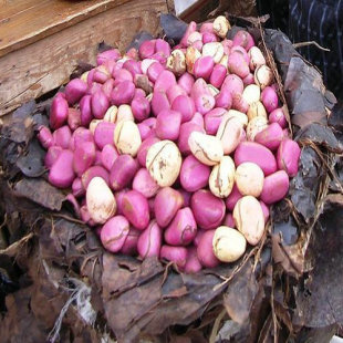 植物提取物-厂家低价热销优质纯天然可乐果提