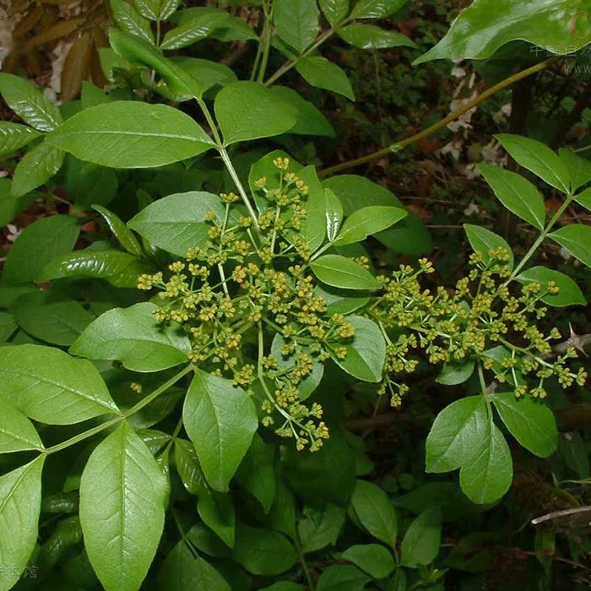 供应优质大茴香八角 卤料八角 调味八角