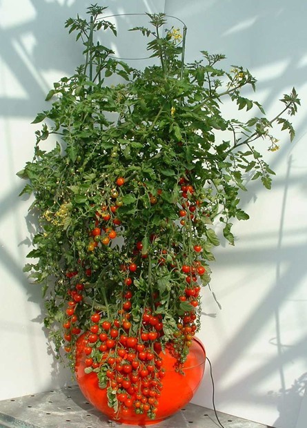 蔬菜种子、种苗-蔬果种子 火龙珠番茄种子 圣女