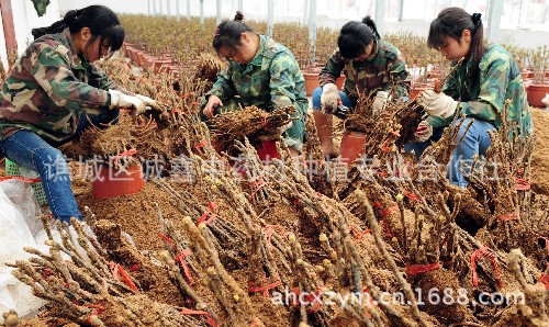 【药材种植技术 批发牡丹苗 牡丹种子】价格,厂