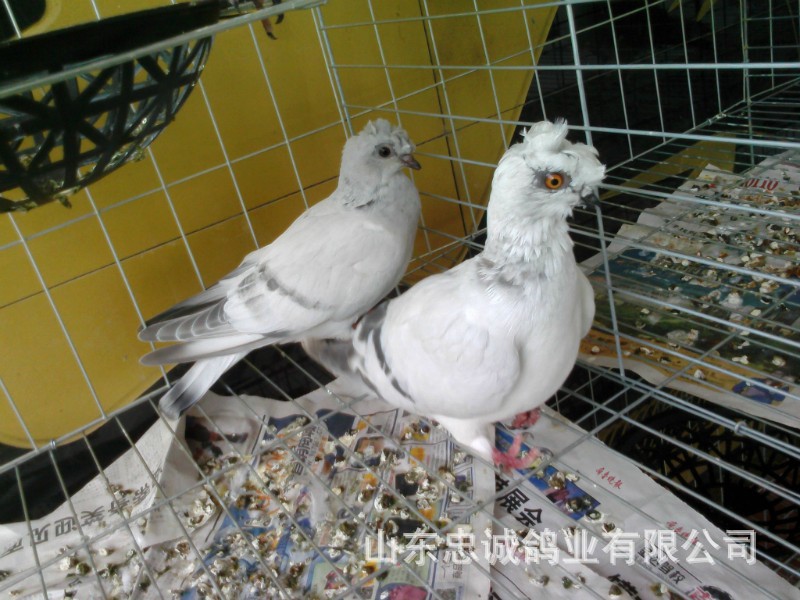本公司出售观赏鸽:东方淑女鸽,五爪凤头点子鸽,小嘴黑