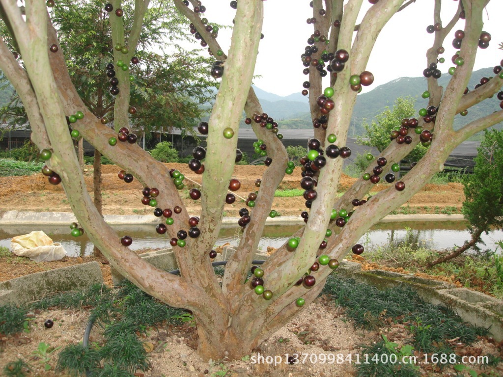【【金永鹏】中国最大嘉宝果种植基地 树葡萄