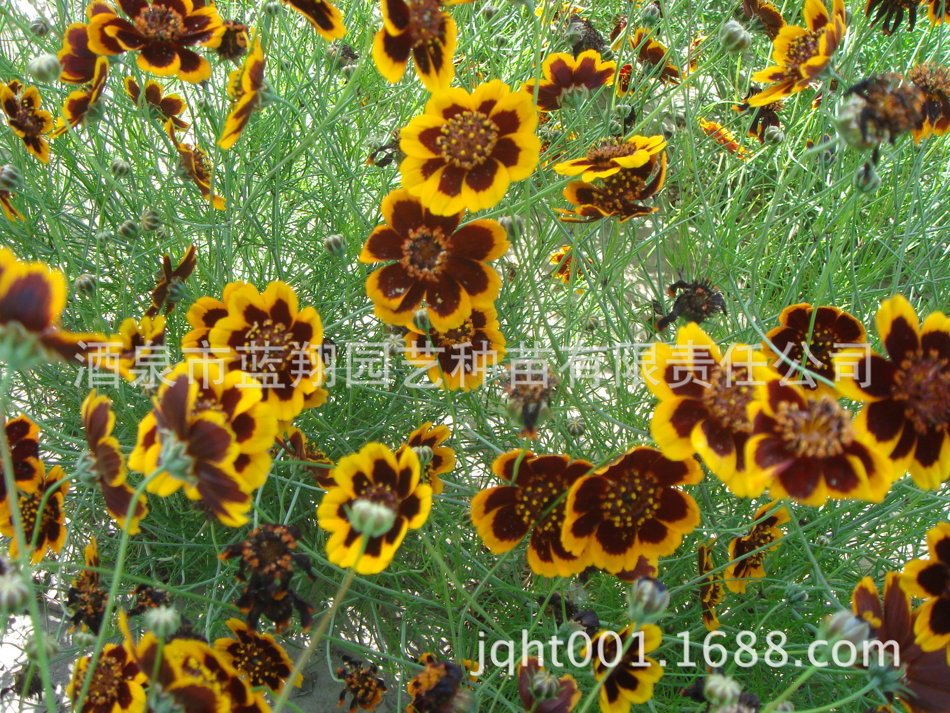 厂家直销一二年生花卉矮杆蛇目菊多花金鸡菊矮杆种子