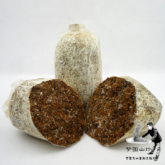 【供应 天麻蒴果 优质高效天麻棉籽萌发菌 培育